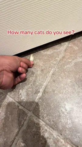 They go crazy for these snacks 