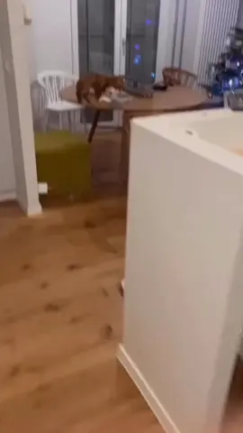 The sneakiest little thieves😂🤪•#dachshundlove #dachshundlife #dachshundofinstagram #instadachshund #dachshundnation #dach