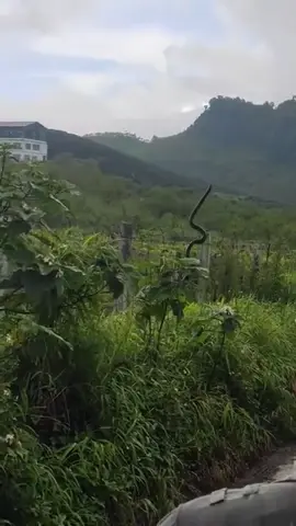 rắn gì mà to vậy mn ơi🥶