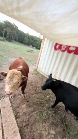 You need some cows #muffinmanthebull #siwoutdoors #bullsoftiktok #trending #ranchlife 