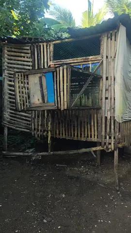 Umagang Umaga may dagit na naman #pyf #Racingpegion #Kalapati #loftvisitor #dagit 