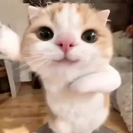 Gatitos part 3 , es adictivo the song. #gatitos #montagem #miau #aymigatitomiaumiau #edit 