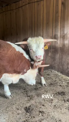 Wolowitz and Leonard 💙🐮☺️#fyp #findreasonstosmile #ladyfarmerneedsacocktail #minicows #funonthefarm 