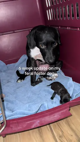 So far this foster has been the toughest one but that hasn’t stopped me from trying! My brave little mamas #doglife #dogmom #dogrescue 