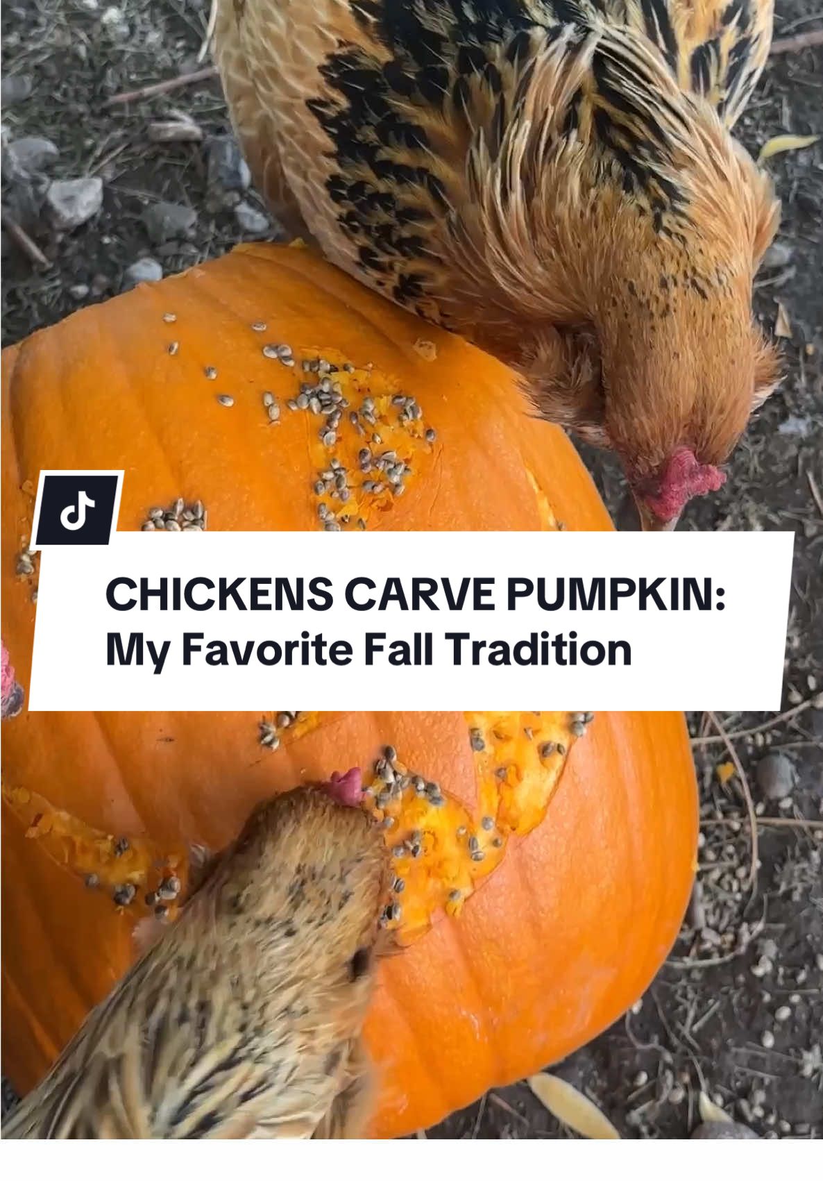 I’ve been waiting for this ALL YEAR 🤩🎃🐓 Round two of having my chickens carve their own pumpkin! What do you think of this year’s jackolantern?! #backyardchickens #halloweenideas #pumpkincarving 