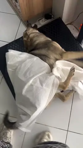 We have just rescued him from the streets  He was poisoned💔 His condition is terrible The vet is fighting to save his life  Please help 🙏  #doglovers #anime #ShelterDogs #dogsofttiktok #doglovers 