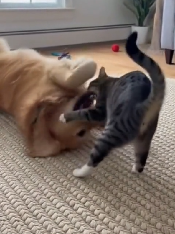 who is a winner 😂  #cat #dog #cutecat #fyp #viral 