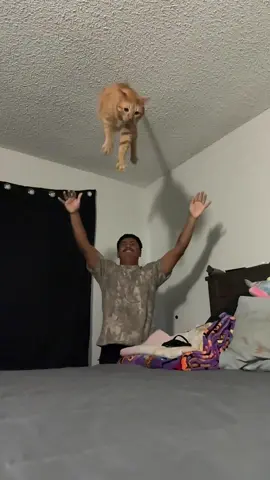 ✨launch sequence initiated✨ #gatos #catsoftiktok #catlover #fyp #cats 