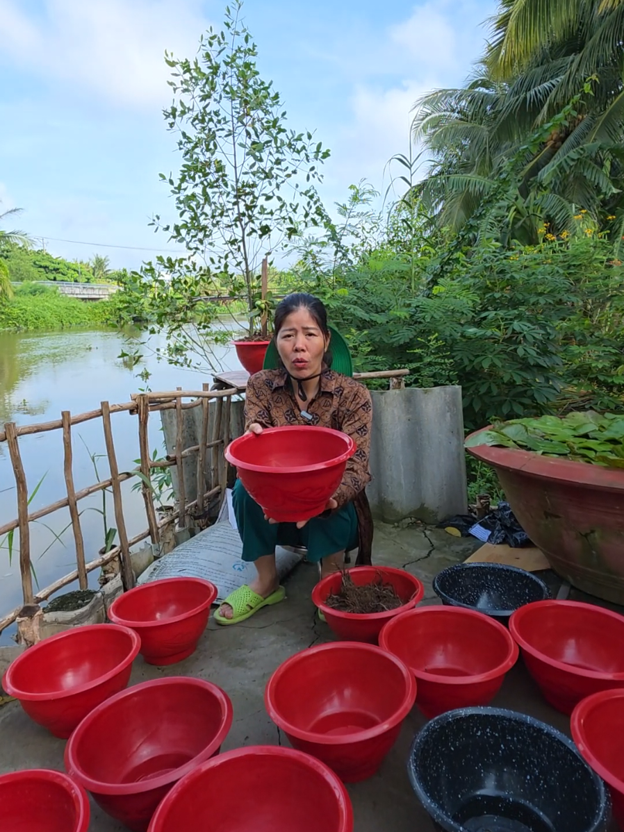 chậu trồng hoa trồng rau #chauhoa #chautronghoa #chautrongrau #chautrongcay 