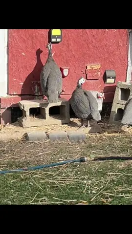 Open up, we’re here for the party! ##guinea##ohio##norteastohio##herefortheparty