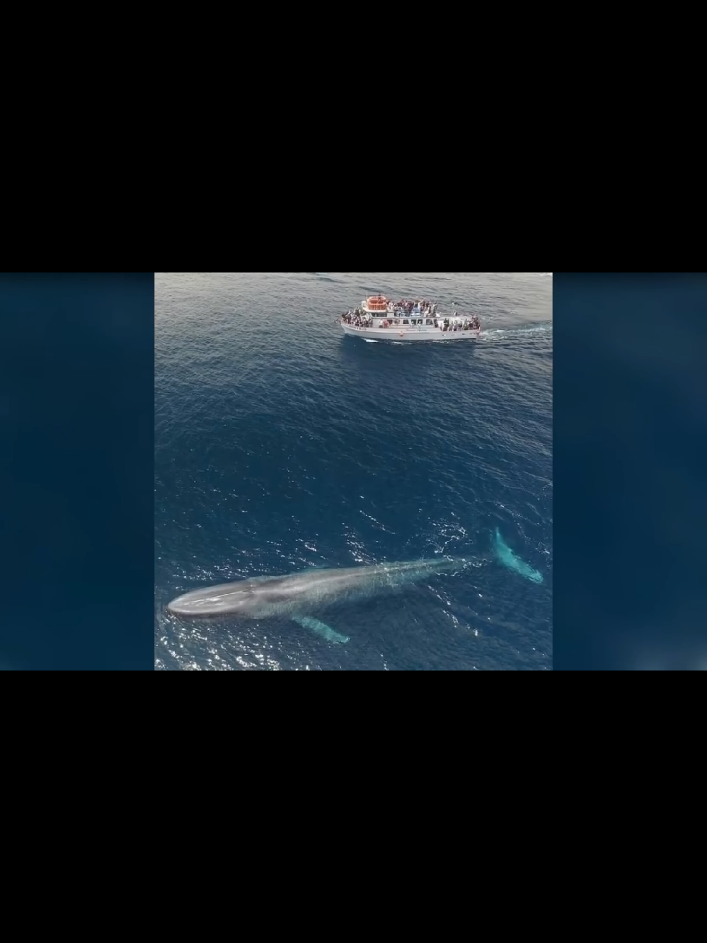 حیرت انگیز چیزیں جو شاید آپ پہلے نہ جانتے ہوں گے 🤯🤯 #fyp #australia #video #viral #pleaseunfrezzemyaccount 