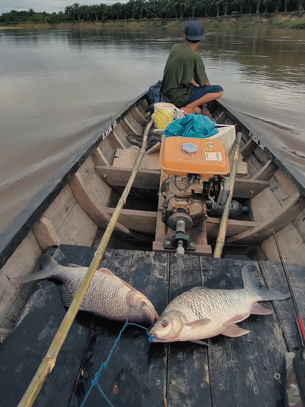 double strike  #riau #storymancing #ikankelabau #umpansawit #teknikmancing 