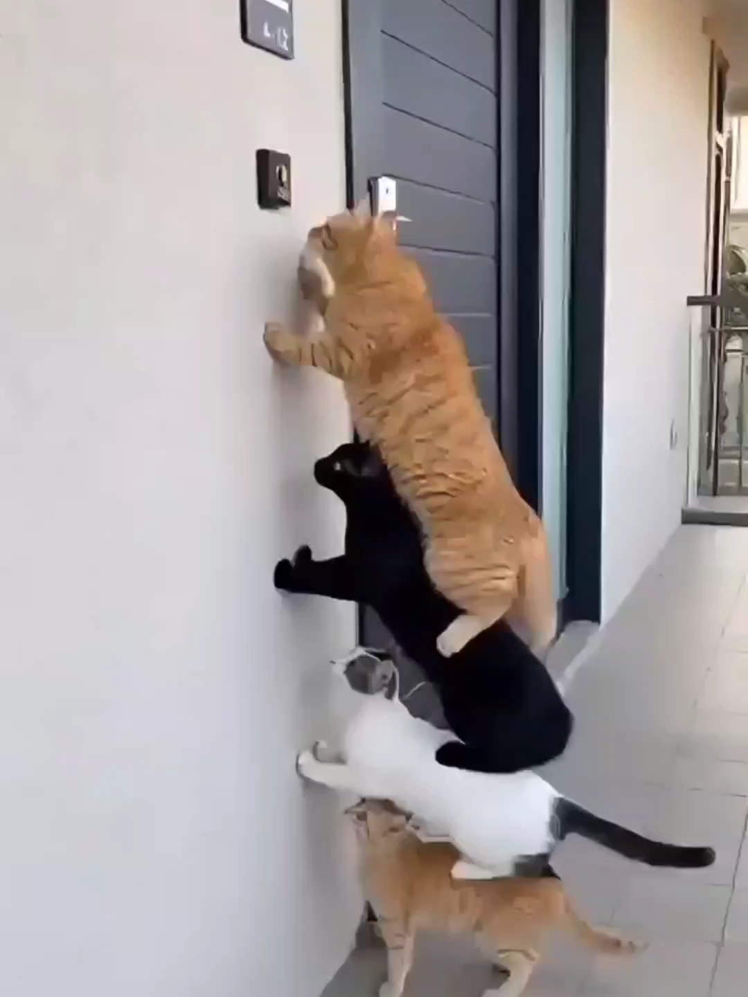 Geng kucing oren prank orang #kucing #kucinglucu #kucingoren #lucu #videolucu #cat #catlover #funny #funnyvideos #viral #viralvideo #fyp #fyppppppppppppppppppppppp #sora2