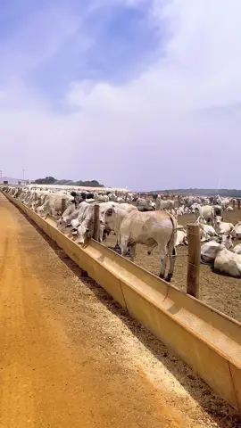 Na produção de proteína animal. 🥩📊💎🪝 #proteinaanimal #engorda #confinamento #pecuariadeprecisao #baumgartfazendasreunidas