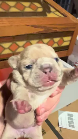 Their eyes just opened!!#Frenchies#Puppies