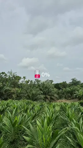 Kami usahakan perawatan tetap terjaga untuk menjaga kualitas terbaik bibit kelapa sawit yg sudah lama di booking oleh customer CV. PROFITA MITRA TANI sebelum diangkut🌴 #fyp #cvprofitamitratani #bibitunggul #sawitontiktok #dharmasraya 