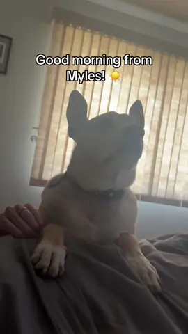 #fyp #foryou #foryoupage #dogs #dogsofttiktok 