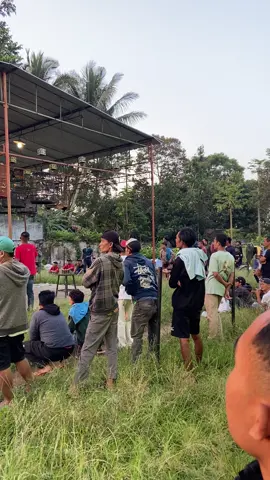 #kicaumaniaindonesia #singlefather #muraibatu #kicaumania #fyp 