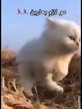 #الملكي 