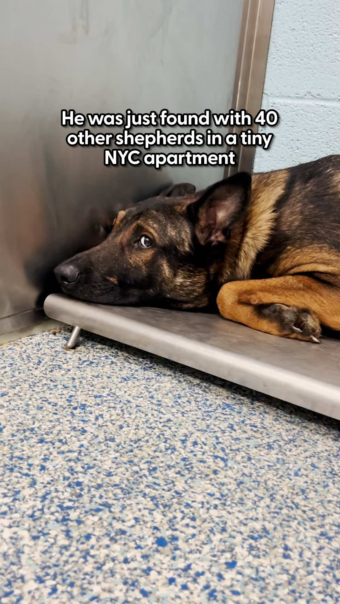 He was so scared to stand up until he saw his siblings again ❤️‍🩹 Sloane told us about watching the spark come back in Sammie's eyes, — and that he's still looking for the perfect family! Sammie is available for adoption through Zion's Mission Animal Rescue. Follow them on Instagram to learn how to apply: zionsentus And learn more Danbury Dawg House's rescue work on Instagram: danburydawghouse.  