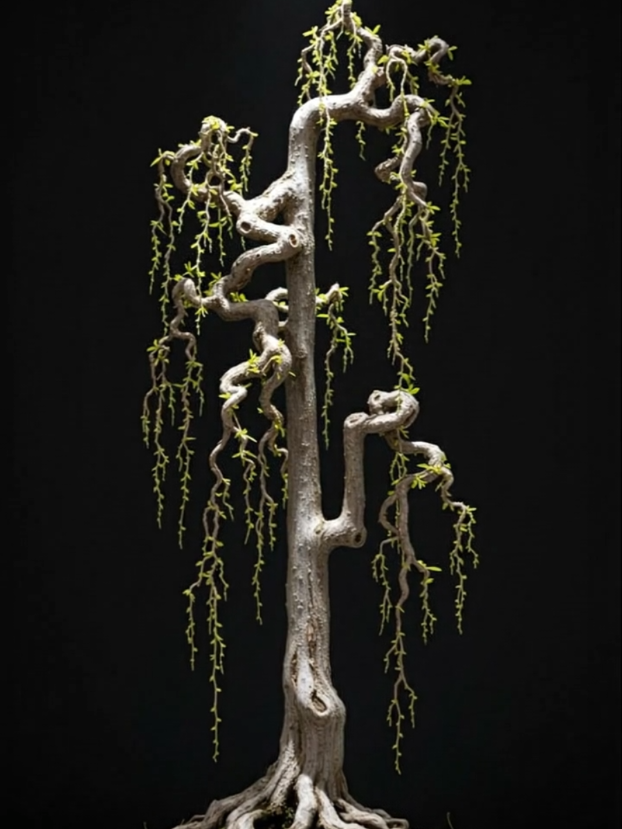 Dáng liễu rủ  #bonsai #bonsailife #bonsaiart #bonsaiworld #câycảnh 