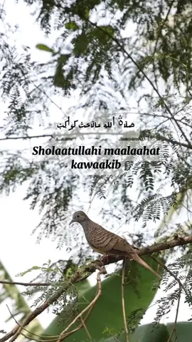 Burung Perkutut Lokal Alam #burungperkutut #perkutut #beranda #fyppppppppppppppppppppppp #perkututbanyumas 