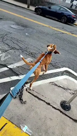 #americanbulldog #performancedog #fypシ #fyp 