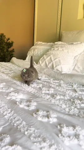 تومي للاستفسار التواصل خاص او انس*تا💗 #foryourepage #fyp #foryoupage #سكوتش_فولد #fy 