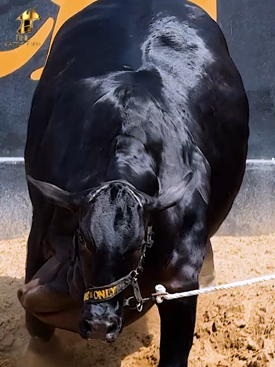 Kali bachri  #foryou #foryoupage #cattlecarze #cattle.pk