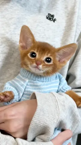 #viral #cute #fyp #cats #CatTok 