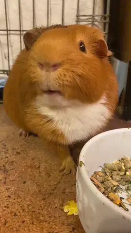 #myguineapigisyunomiles #myguineapigisfat #fyp #viral #pumpkin 