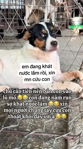 xin mọi người cứu con.#chocung #trending #giaicuudongvat 