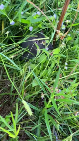 #ใส่บ่วงหนู #จ่อยคนทํามาหากิน #สุรินทร์ #ฟีดดดシ 