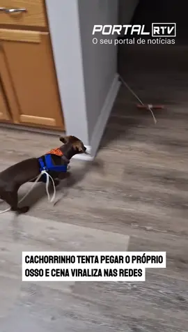 Um vídeo mostra um cachorrinho correndo atrás de um osso de brinquedo que ele mesmo está puxando, preso por um cordão amarrado ao seu corpo. A cena divertida mostra o animal girando várias vezes pela casa, sem perceber que é ele próprio quem faz o brinquedo se mover. Nas redes sociais, internautas reagiram com bom humor e transformaram o momento em “lição de vida”. Entre os comentários, um dos mais curtidos dizia: “Quanto mais você corre atrás do seu sonho, mais ele se afasta. Mas se parar e der meia volta, você consegue.” Reportagem: @juandavid_jornalista Para se manter informado, siga: @portalrtvoficial 📌 #PortalRTV