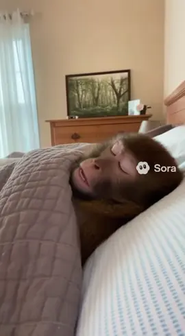 #sora #ai #fyp #tornado #monkey 