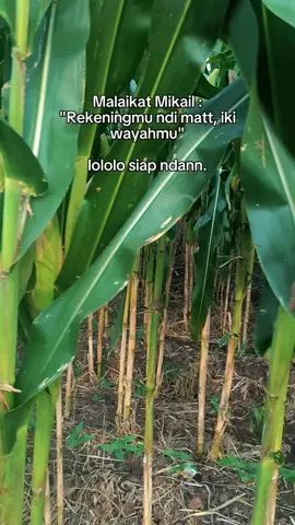 #CapCut #jagungbalap🌽 #petaniindonesia🇮🇩🇮🇩🇮🇩🌿🌿 #gengtani #petanimilenial 