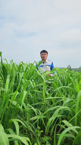 Loại giống cỏ dành cho các chủ trang trại trồng để chăn nuôi nhiều loại vật nuôi. Giống cỏ Ghine Mombasa tốc độ phát triển nhanh. 20-25 ngày cắt 1 lần đối với nuôi thỏ và cá. 25-30 ngày cắt đối với: Dê, Cừu, Hươu Nai. 30-35 ngày đối với chăn nuôi Trâu Bò #cỏ_ghine #cỏ_mombasa #cỏ_sả_lá_lớn #chăn_nuôi_gia_súc #nuôi_cá 