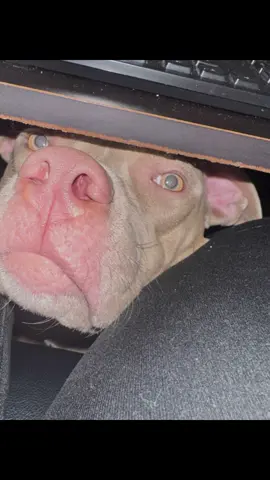 The way he peeked like he’s catching me cheating 😭😭 #funnyvideos #dogsoftiktok #bestfriend #dogtok #fypシ 