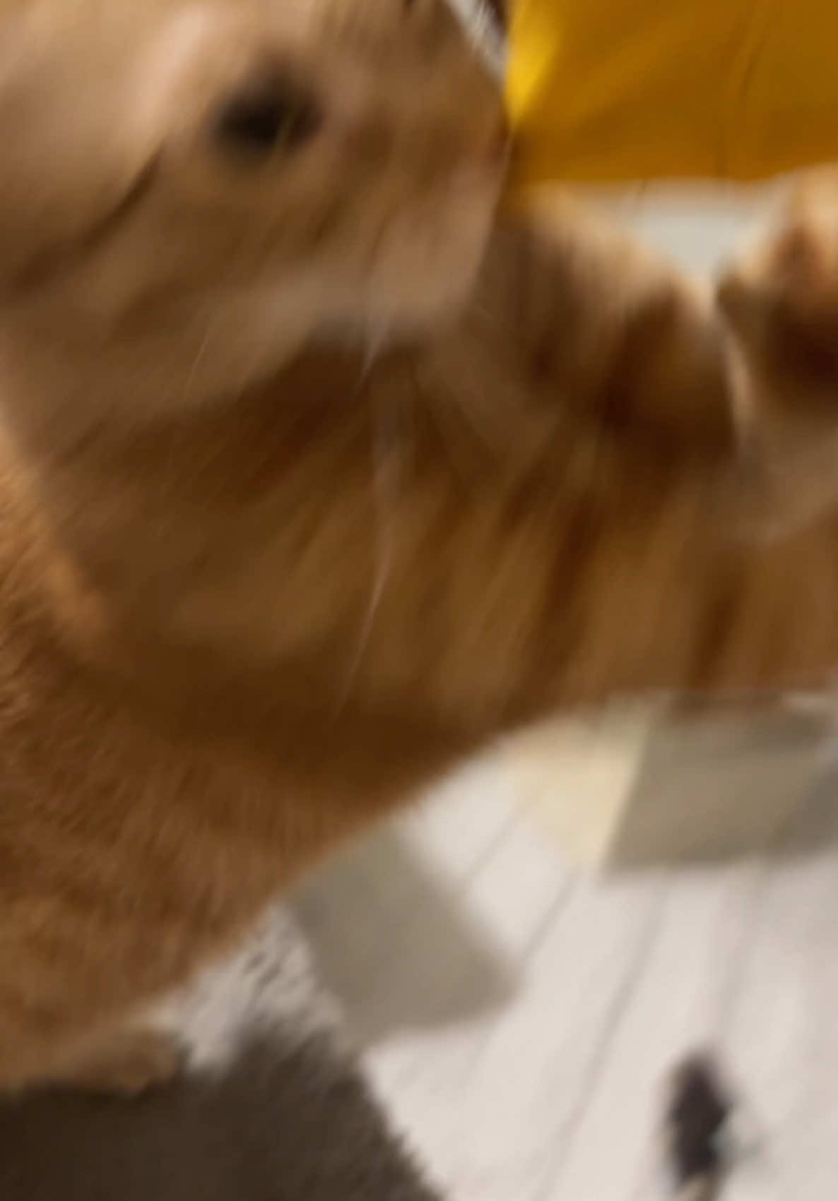 All I wanted to do was cuddle and watch movies😭😭😭🥺 ##orangecatbehavior##catlover##cat