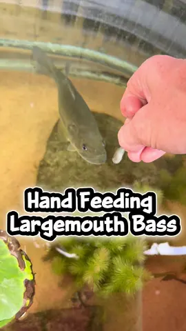 Teaching My Pet Bass To Eat Out Of My Hand🔥 #bass #largemouthbass #bassfishing #fishing #topwater 