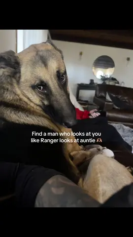 Get you a man that looks at you like ranger looks at his auntie 🫶🏼 #fyp #germanshepherdsoftiktok #germanshepherds #puppylove