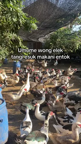 Elek rpp penting entoke🤙🏻🤣#yulifarm #peternakmuda #muscovyducktemanggung #temanggung24jam 