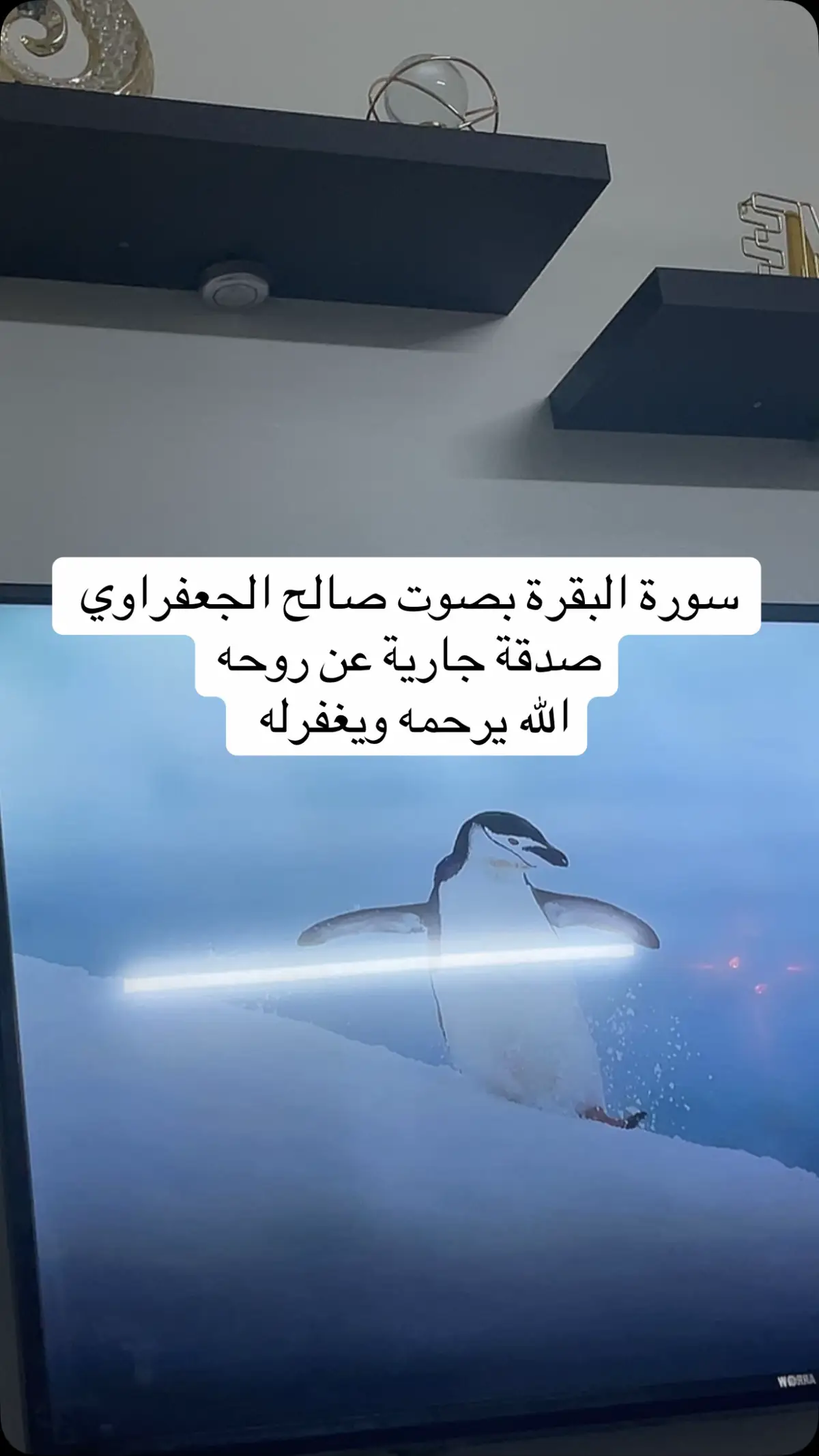 #صالح_الجعفراوي #quran #قران_كريم #fy #foryou 
