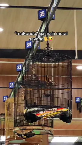 #muraibatuindonesia #lombaburungberkicau #gaadamundurnya #fyp #berandatiktok 