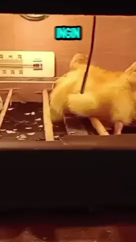 mesin penetas telur burung ayam bebek full otomatis untuk membantu para peternak menetaskan telur! #mesin #penetas #mesinpenetas #penetastelur #mesinpenetastelur 