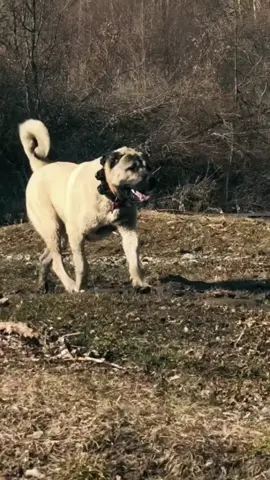 Anjing Kangal adalah ras anjing penjaga asal Turki yang terkenal karena kekuatan, keberanian, dan kesetiaannya. Anjing ini memiliki tubuh besar, otot kuat, serta rahang yang sangat kuat. Kangal sering digunakan untuk melindungi ternak dari predator seperti serigala. Mereka juga dikenal tenang, cerdas, dan sangat setia kepada pemiliknya. #CapCut #fyp #animal #hewan #kangal 