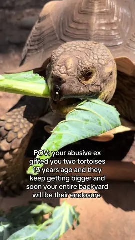 Kept the tortoises and said BOY BYE? He tried to arrange a custody agreement and then I called the police when he stalked me. Now I have 2 massive sulcatas that I love dearly 😂💚 #tortoises #sulcatatortoise #exboyfriend #ex #originalexperience 
