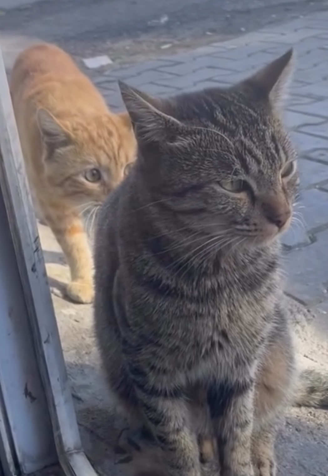 #aleydincats #cats #catslover 