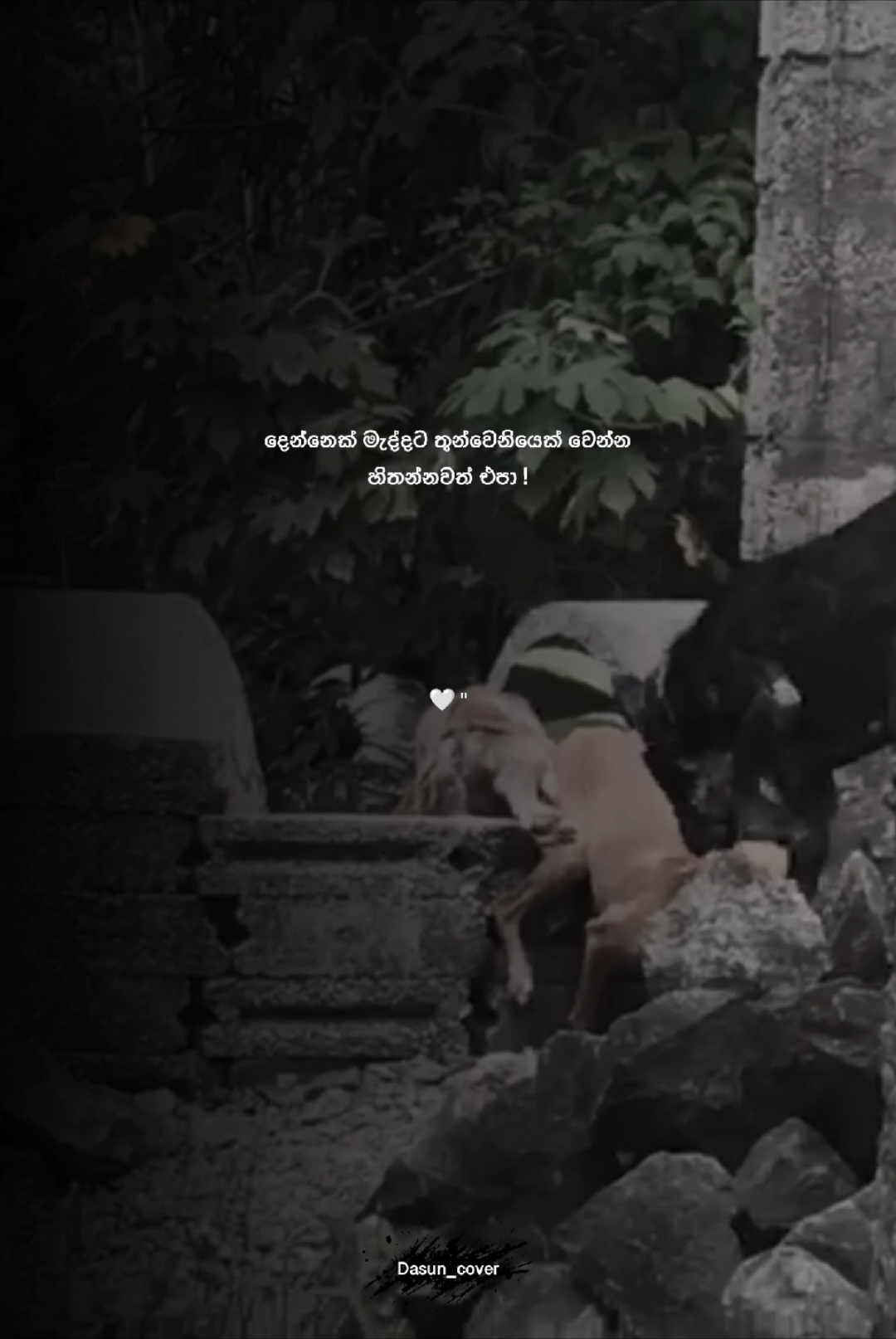 අද දවස ඇතුලත මේ විඩීයො එකට වැඩිම like සහිත comment එකට card ekk aniwa දෙනවා #sinhalaquotes #qoutes #srilankan_tik_tok🇱🇰 #trendingtiktok #foryoupage❤️❤️ 