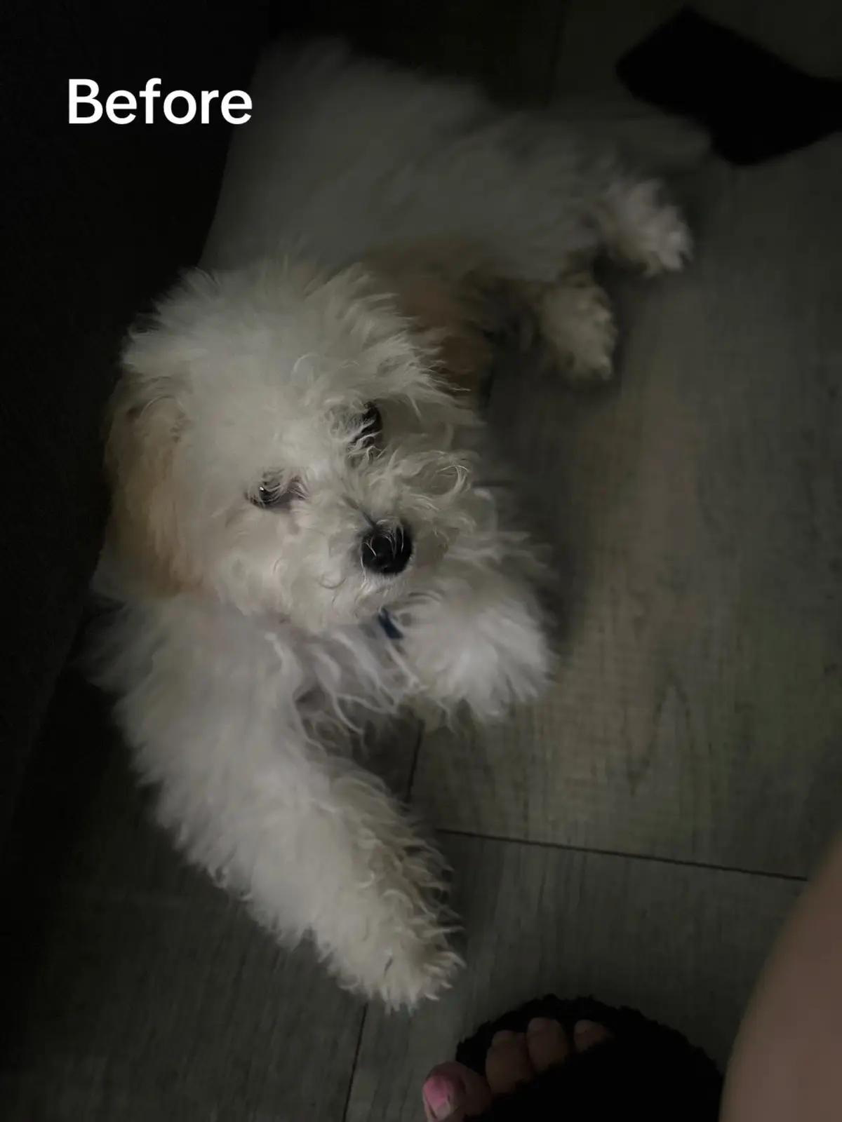 Coco got her first hair cut today 